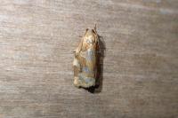 Archips xylosteana