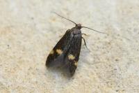 Borkhausenia minutella