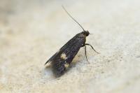 Borkhausenia minutella