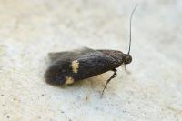 Borkhausenia minutella