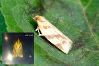 Clepsis pallidana