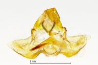 Clepsis pallidana
