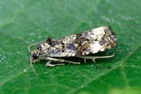 Endothenia oblongana