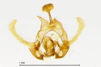 Endothenia oblongana