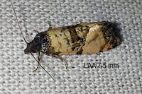 Cochylichroa atricapitana