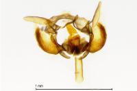 Cochylichroa atricapitana