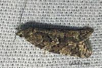 Cnephasia asseclana