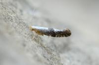 Argyresthia spinosella