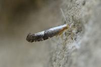 Argyresthia spinosella