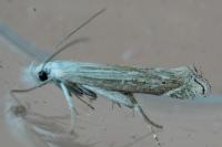 Isophrictis