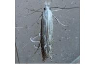 Isophrictis