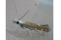 Isophrictis