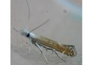 Isophrictis