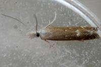 Isophrictis