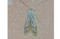 Epidola nuraghella