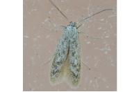 Epidola nuraghella