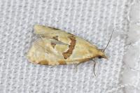 Aethes cnicana/rubigana