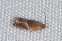 Ancylis obtusana