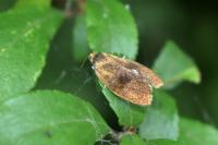 Ptycholoma lecheana