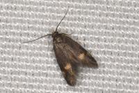 Borkhausenia minutella