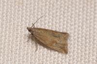 Bactra