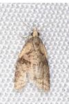 Capua vulgana