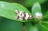 Isotrias rectifasciana
