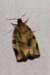 Choristoneura hebenstreitella