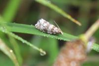 Celypha rivulana