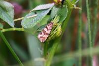 Celypha rivulana
