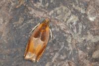 Ancylis mitterbacheriana