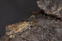 Ptycholoma lecheana