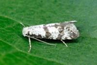 Scythropia crataegella