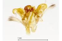 Scythropia crataegella