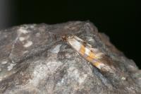Epermenia pontificella
