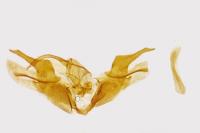 Epermenia pontificella