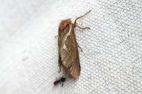 Korscheltellus lupulinus