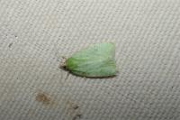 Tortrix viridana