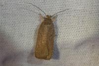 Agonopterix