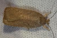 Agonopterix