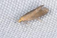 Crassa tinctella