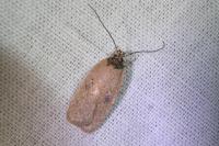 Agonopterix subpropinquella