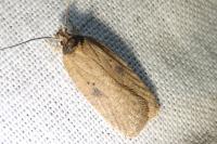 Agonopterix subpropinquella