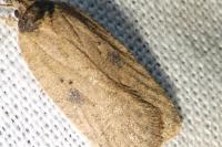 Agonopterix subpropinquella