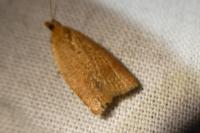 Clepsis consimilana