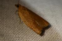 Clepsis consimilana