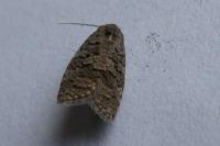 Cnephasia