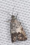 Cydia gr. succedana