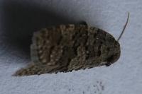 Cnephasia