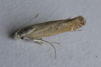 Isophrictis kefersteiniellus